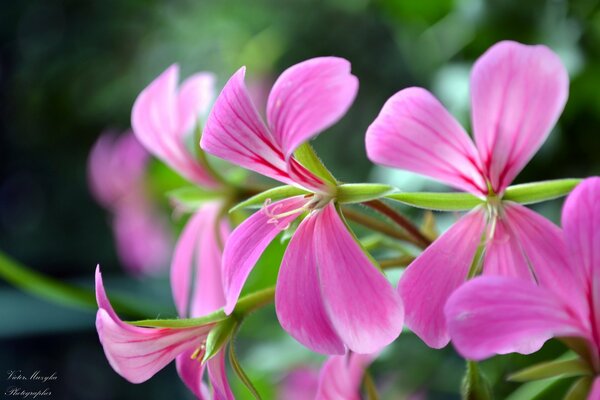 Leuchtende rosa Adern Pelargonium