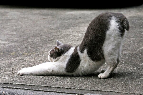 Chat tacheté sirotant sur l asphalte