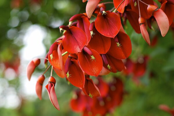 A plant with red flowers on a blurry background of greenery