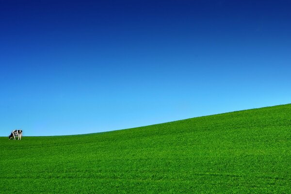 Kuh auf grünem Rasen auf blauem Himmel Hintergrund