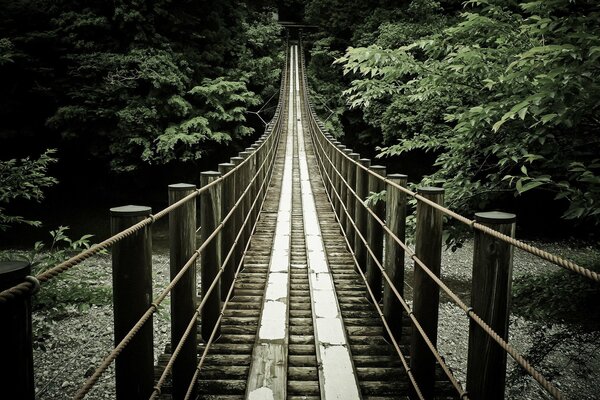 Brücke über den Fluss in den Wald