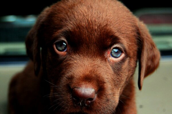 Маленький восхитительный шоколадный щенок