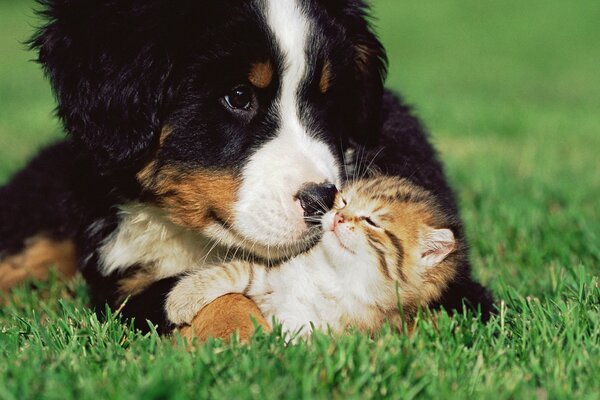 A big dog and a small kitten are lying on the grass