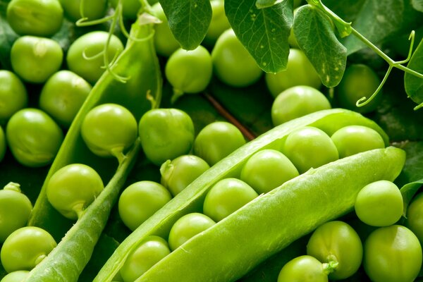 Green ripe peas under the leaves