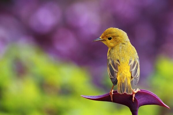 Ein kleiner Vogel in der Natur