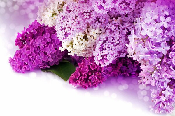 Les violets, les lilas et les blancs sont l une des premières couleurs du printemps