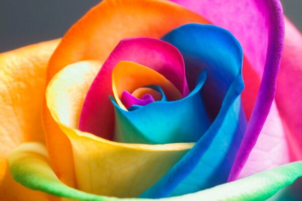 Multicolored tea rose is full of petals
