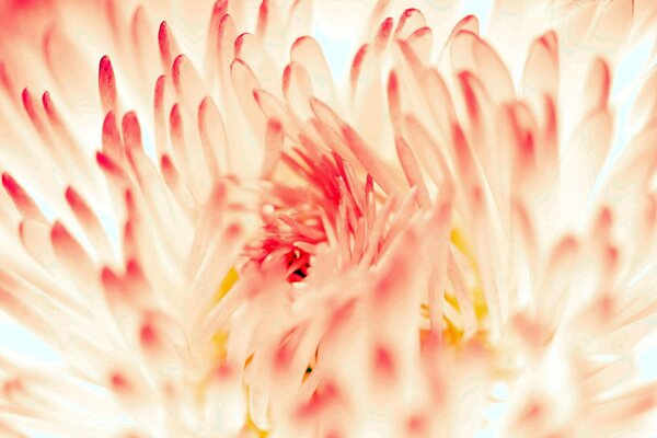 Unusual photo of chrysanthemum petals