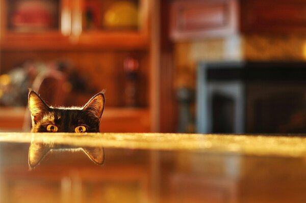 Gato espiando en un reflejo borroso