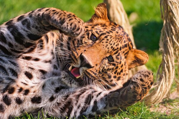 Die Schnauze eines fleckigen Leoparden, der mit Pfoten spielt