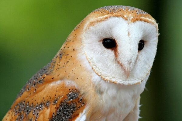 An owl on a green background looks away