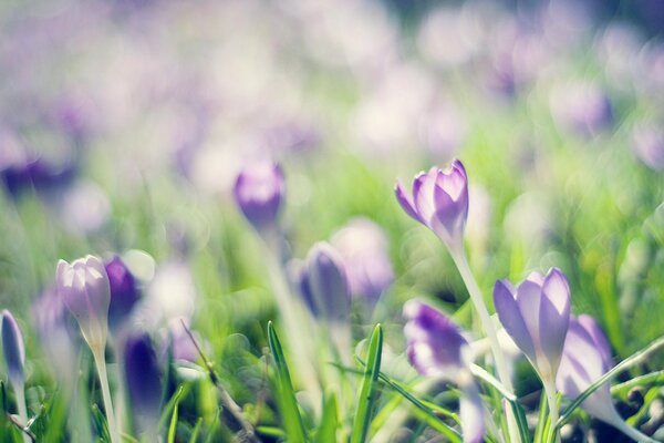 Lilac crocuses are a very delicate flower