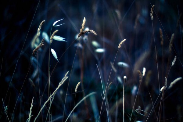 Spikelets and grass in macro. Dark background