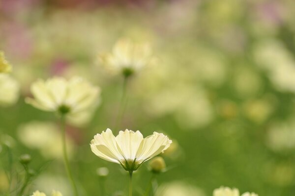 Delicati petali bianchi di kosmei nel verde nel prato