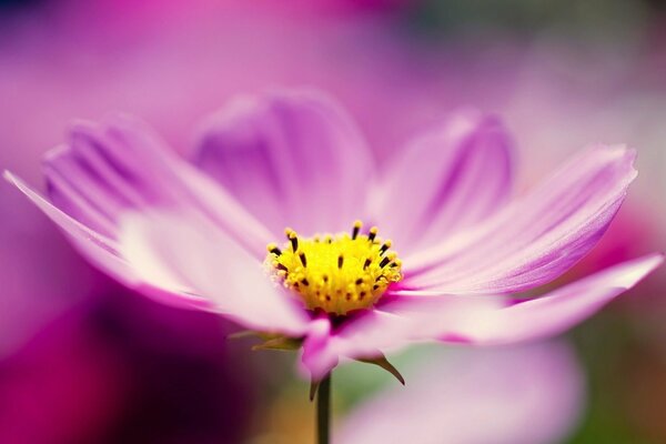 Süße Feldblume auf einem dünnen Stiel