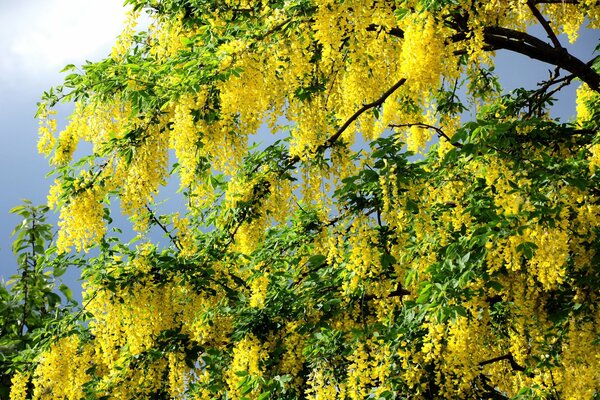 A tree with hanging yellow flowers