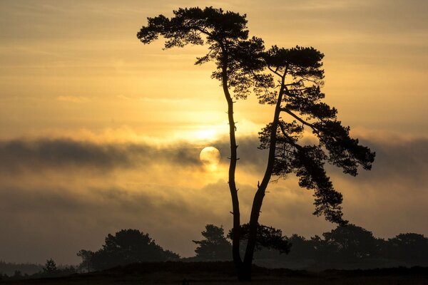 Landscape tree on the background of the sunset sky