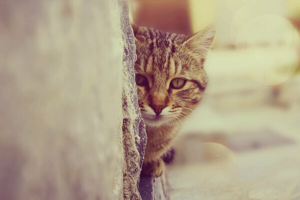 The cat sits against the wall and stares intently