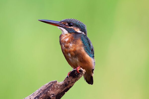 Pájaro Martín pescador en una rama