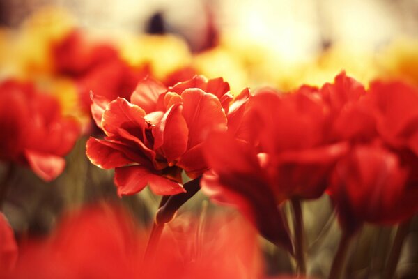 Scharlachrote Blumen und gelbe im Sonnenlicht