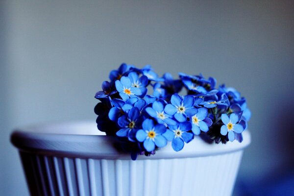 A pot with a small forget-me-not flower