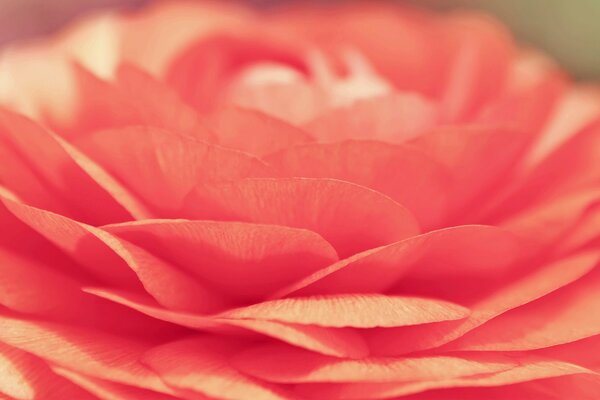 Photo of a rose in macro mode