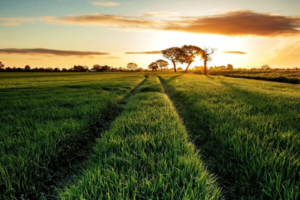 Green summer meadow at sunrise