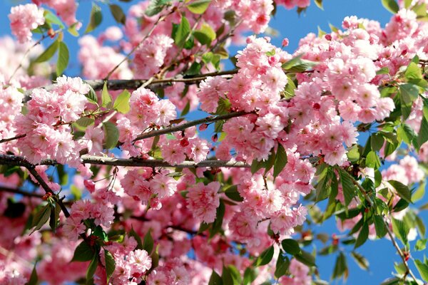 Hermosa flor de cerezo en Japón