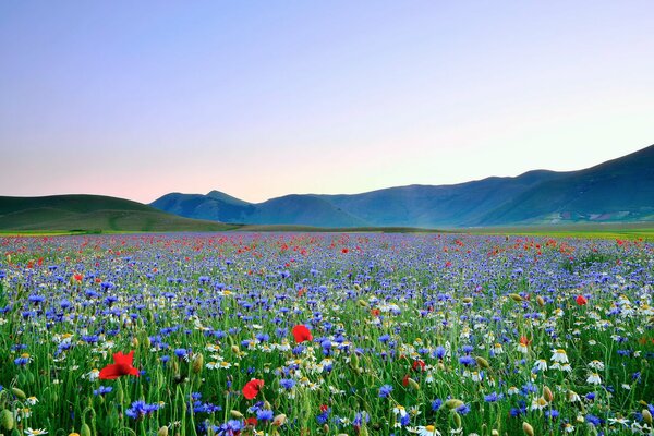 Vallée de fleurs avec des fleurs de pavot et de marguerites