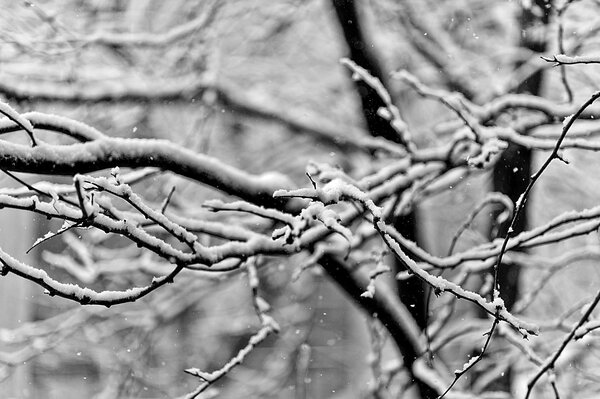 Rami nella neve. BW. Macro