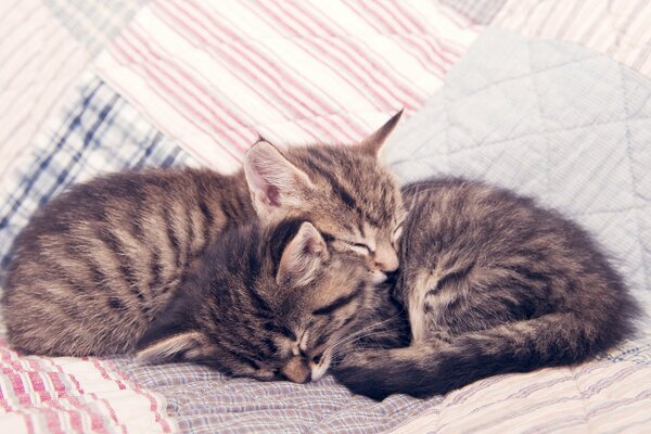 Domestic kittens gently sleep on a blanket