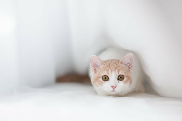 Eine helle Katze schaut unter dem Stoff aus