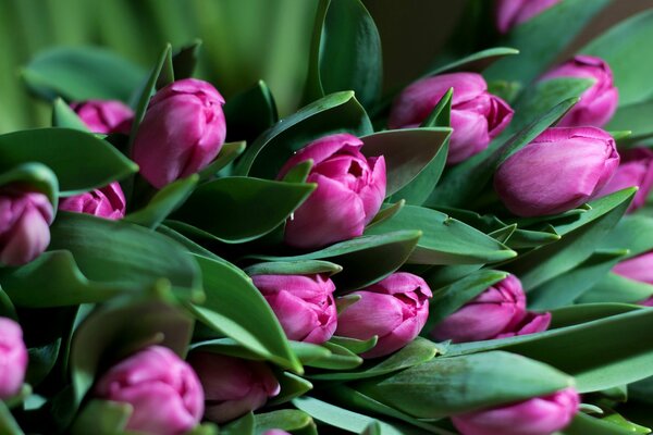 Ramo de tulipanes fucsia con hojas verdes