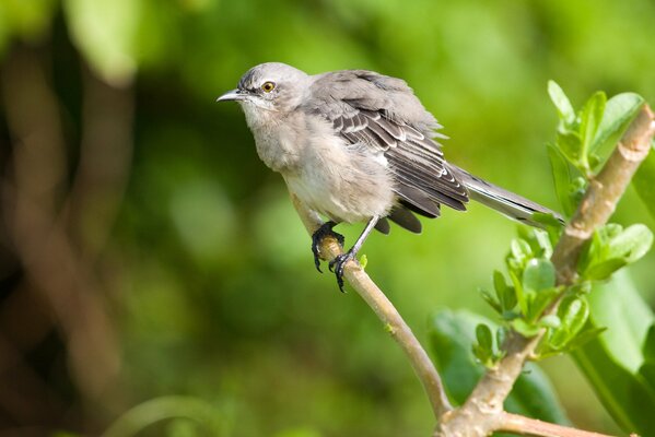 Kleiner Vogel auf einem Ast