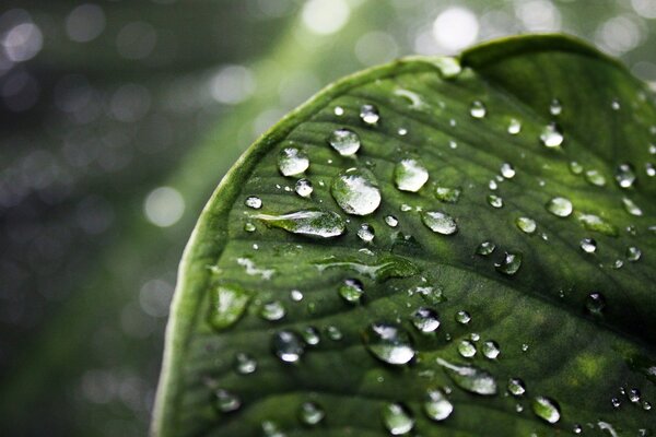 Gotas de rocío en una hoja verde