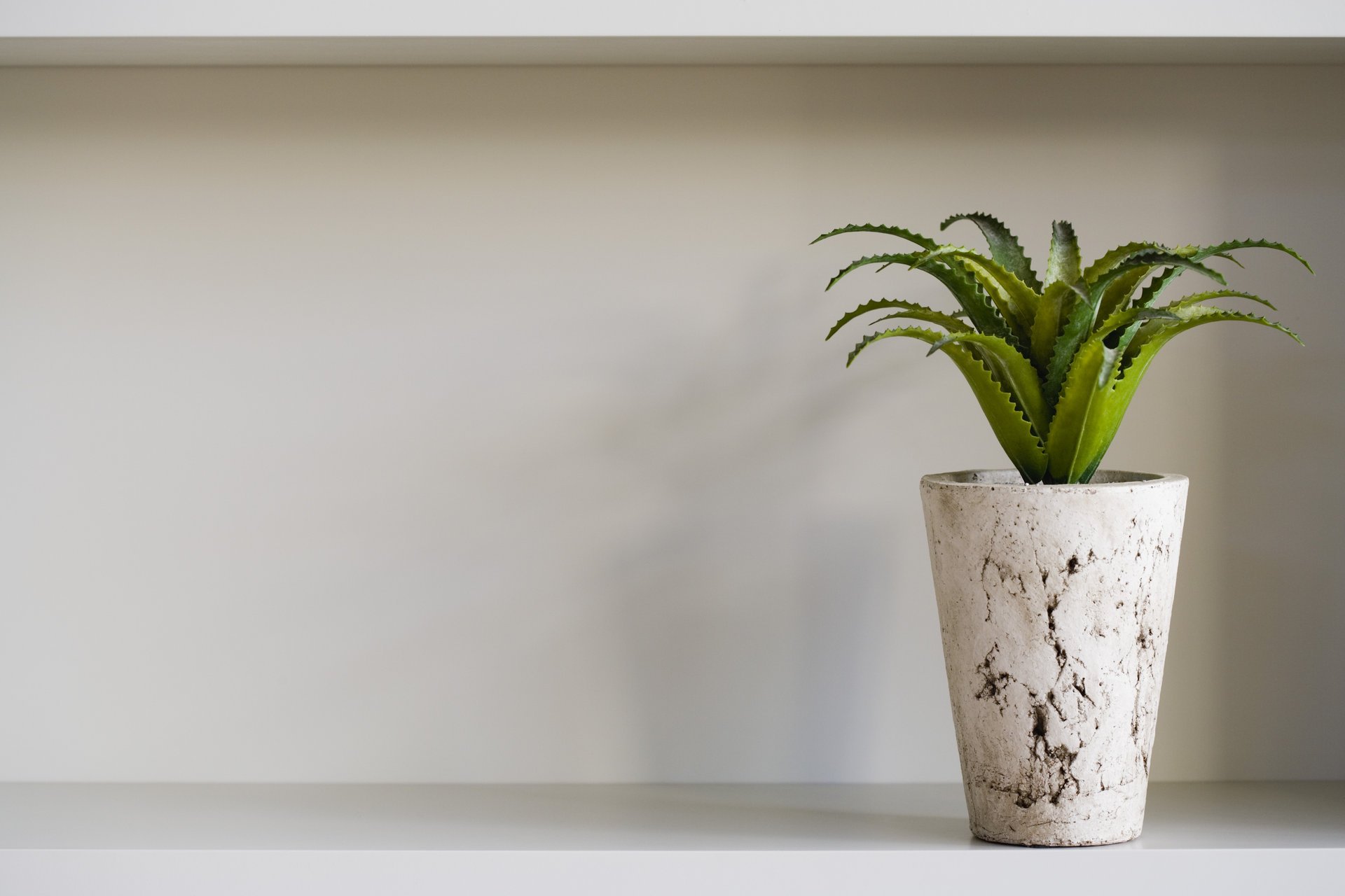 aloe shelf pot shadow