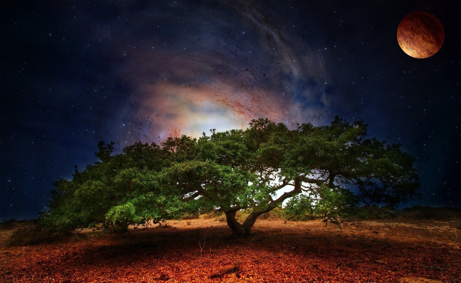 natura albero verde spazio pianeta fogliame