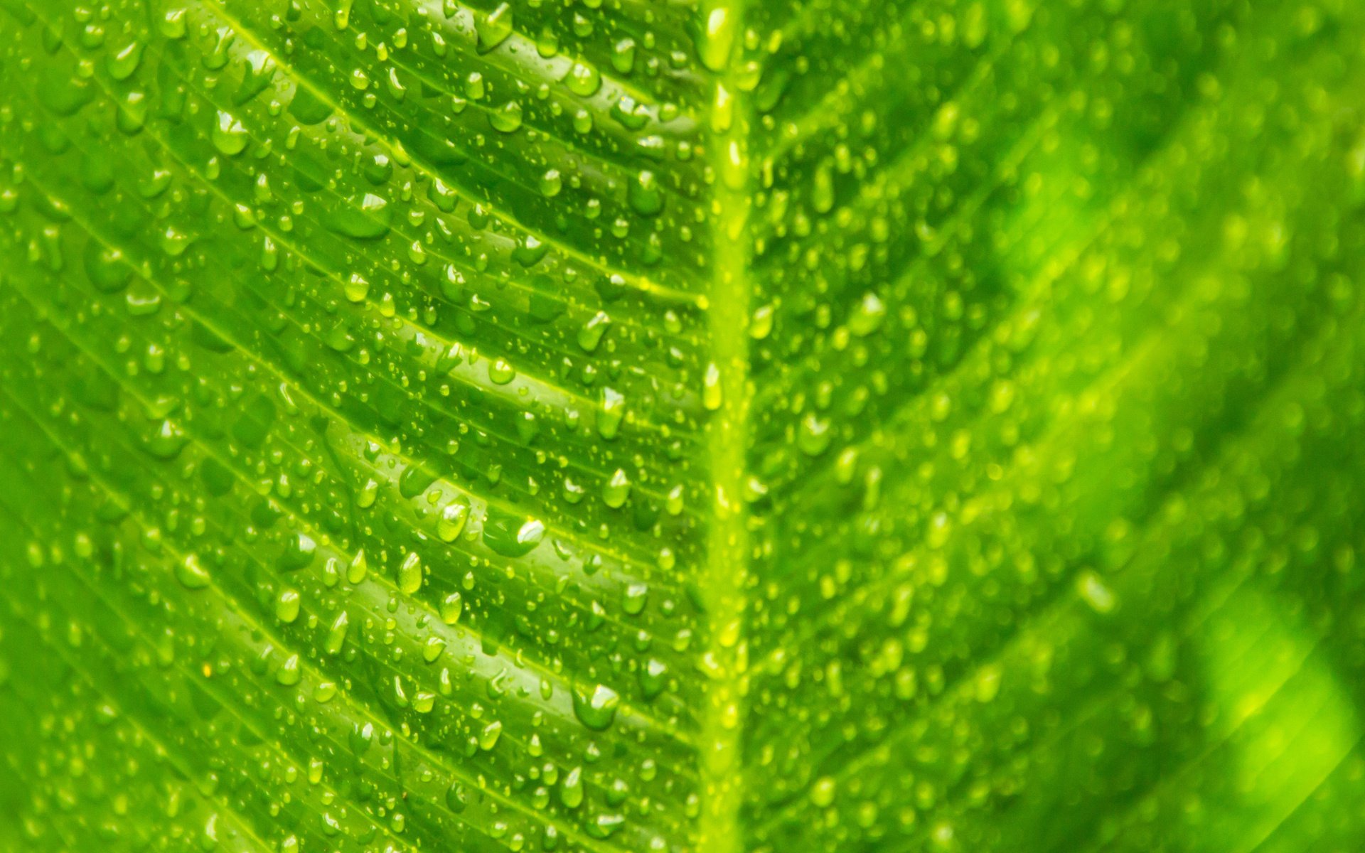 heet macro veins green drop