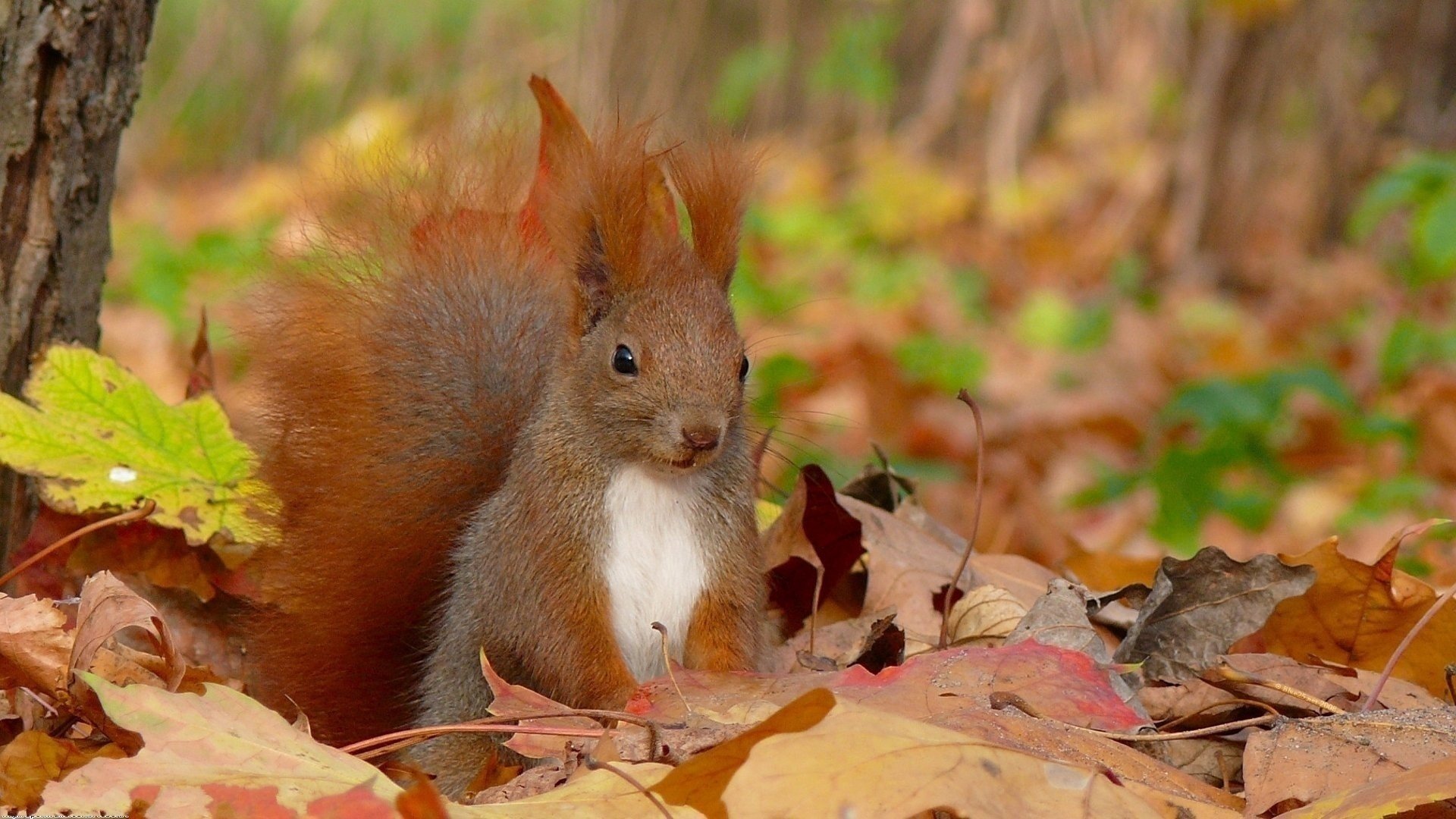 quirrel ardilla otoño hojas