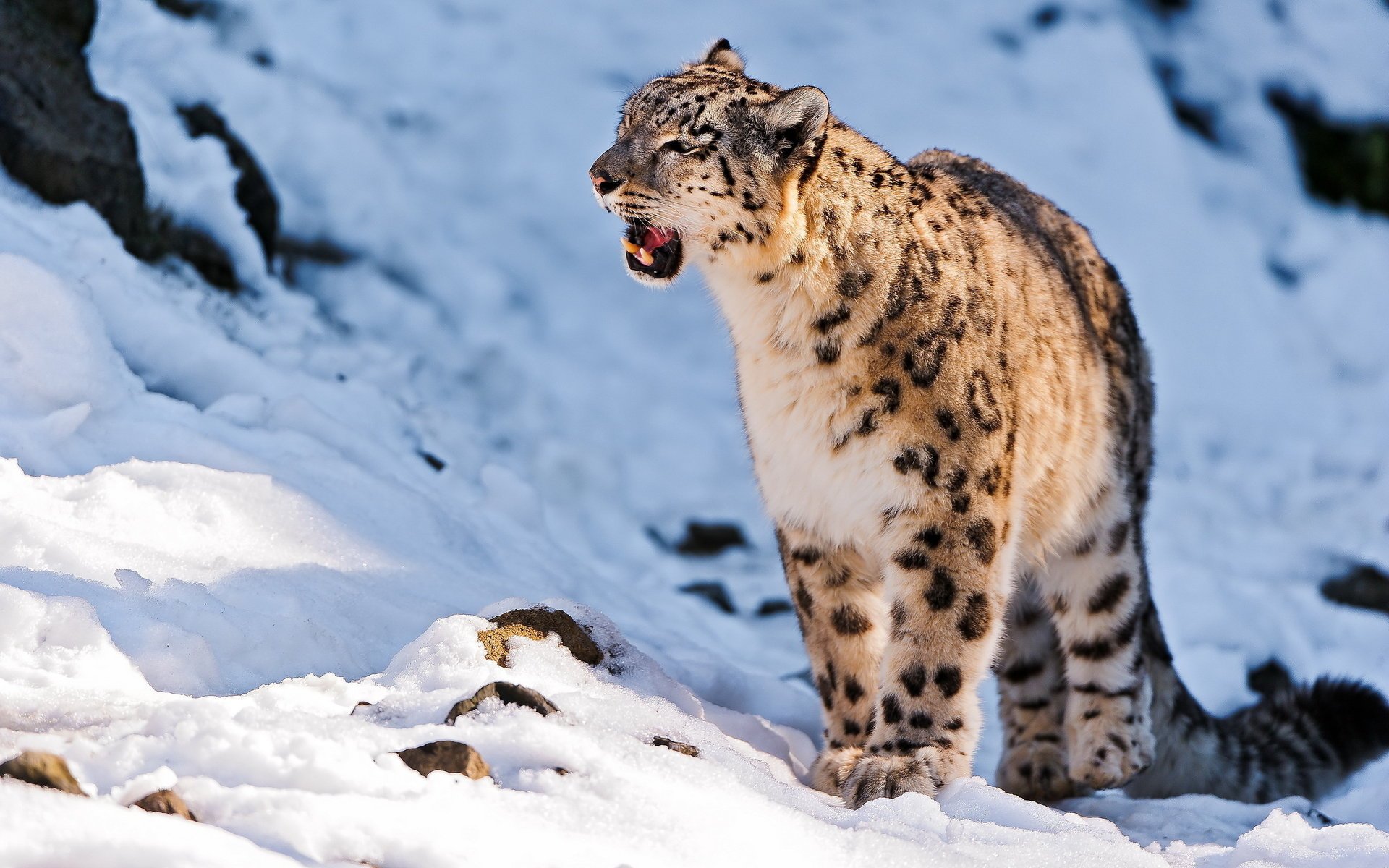 léopard des neiges debout irbis uncia uncia snow leopard regarde