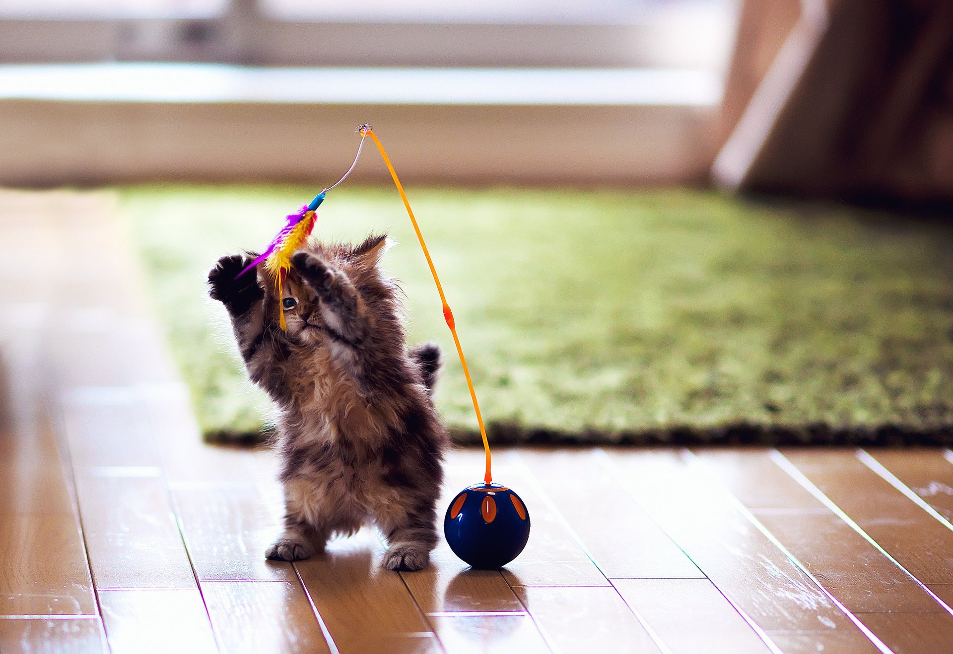 katze spielzeug ball federn daisy spiel ben torode kätzchen