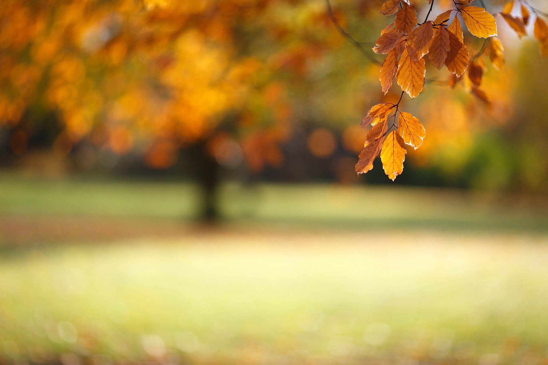 macro rama otoño bokeh follaje