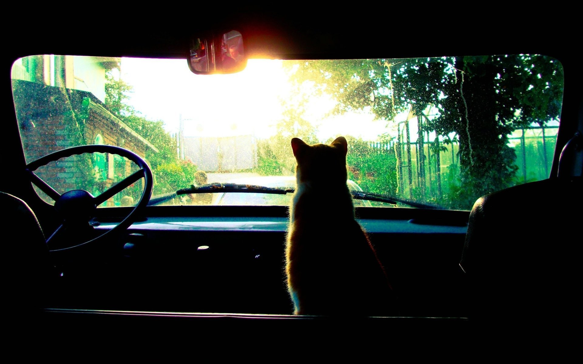 chat voiture pluie