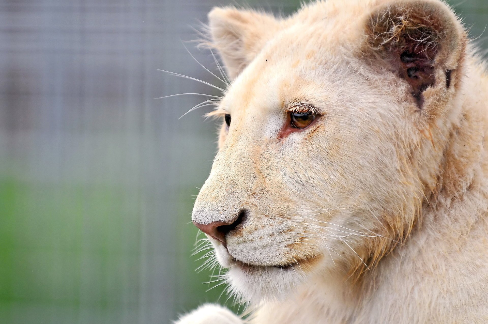 león blanco cachorro de león albino perfil hocico