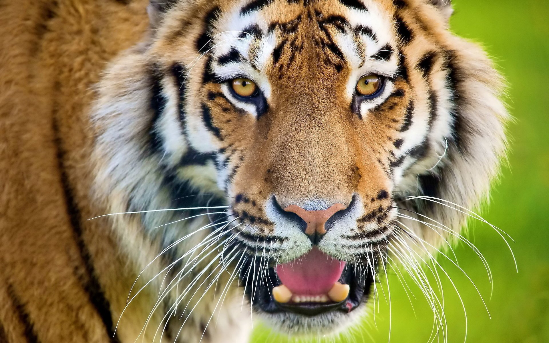 tigre rayas mirada hocico mirando bigote gato