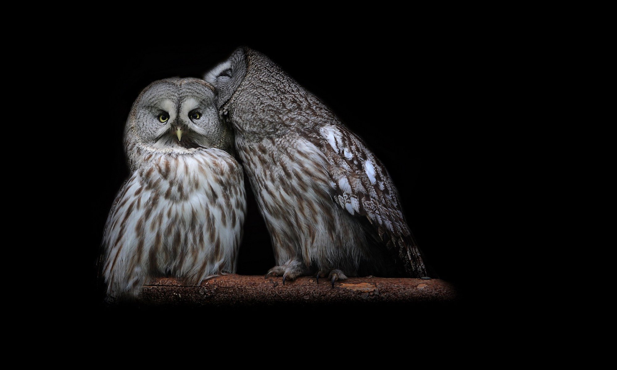 birds pair feathers sitting owls black background branch