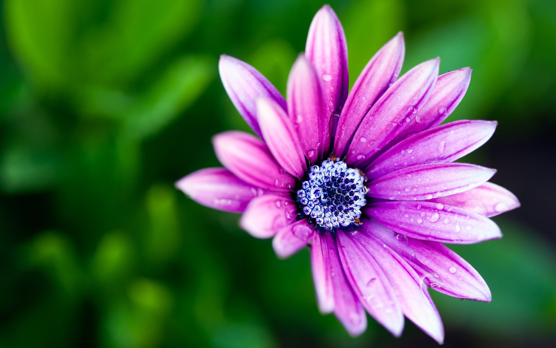 blume blütenblätter bokeh farben petals makro macro tau flower