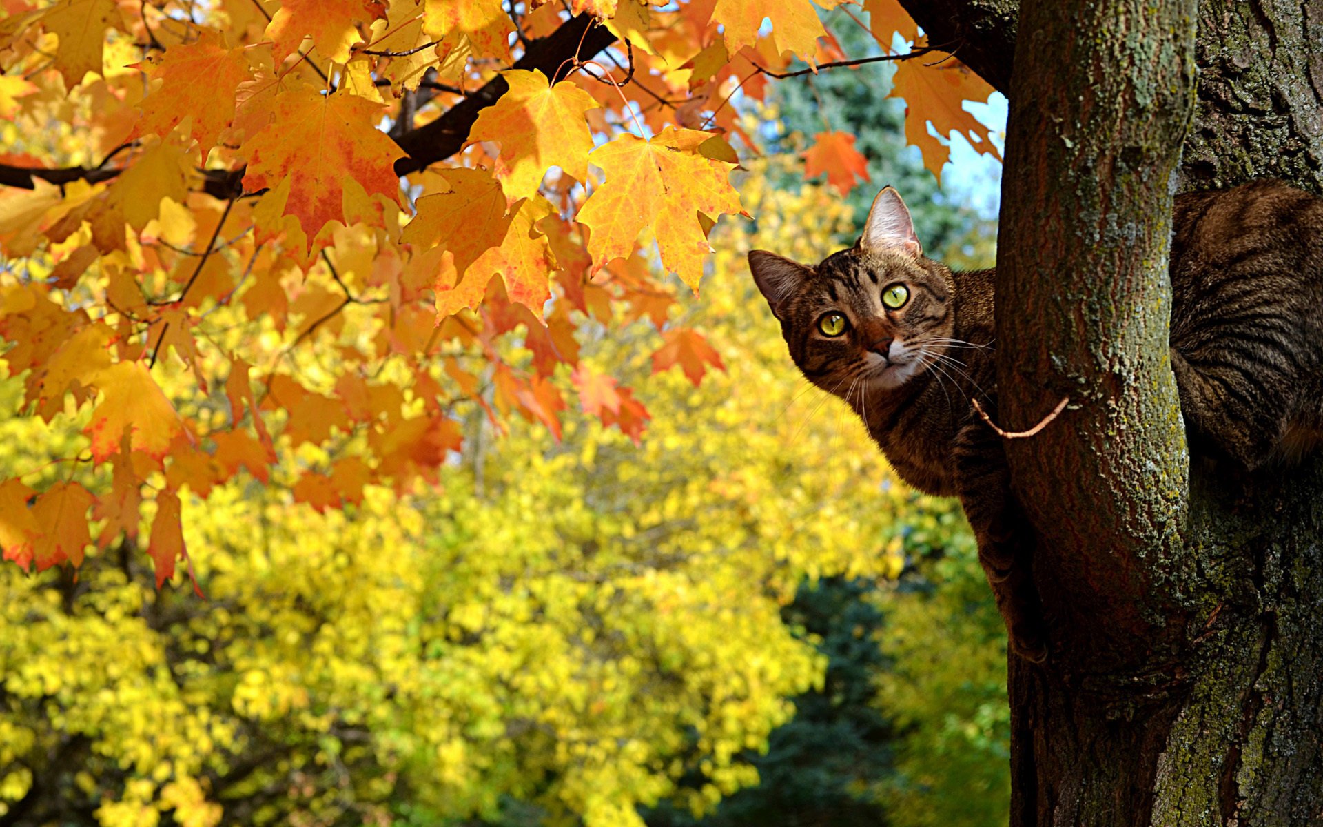 cat yellow leaves maple kote tree autumn