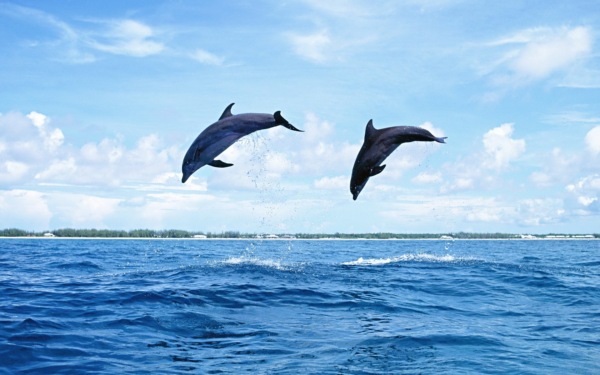 delfine säugetier sprung wasser natur meer