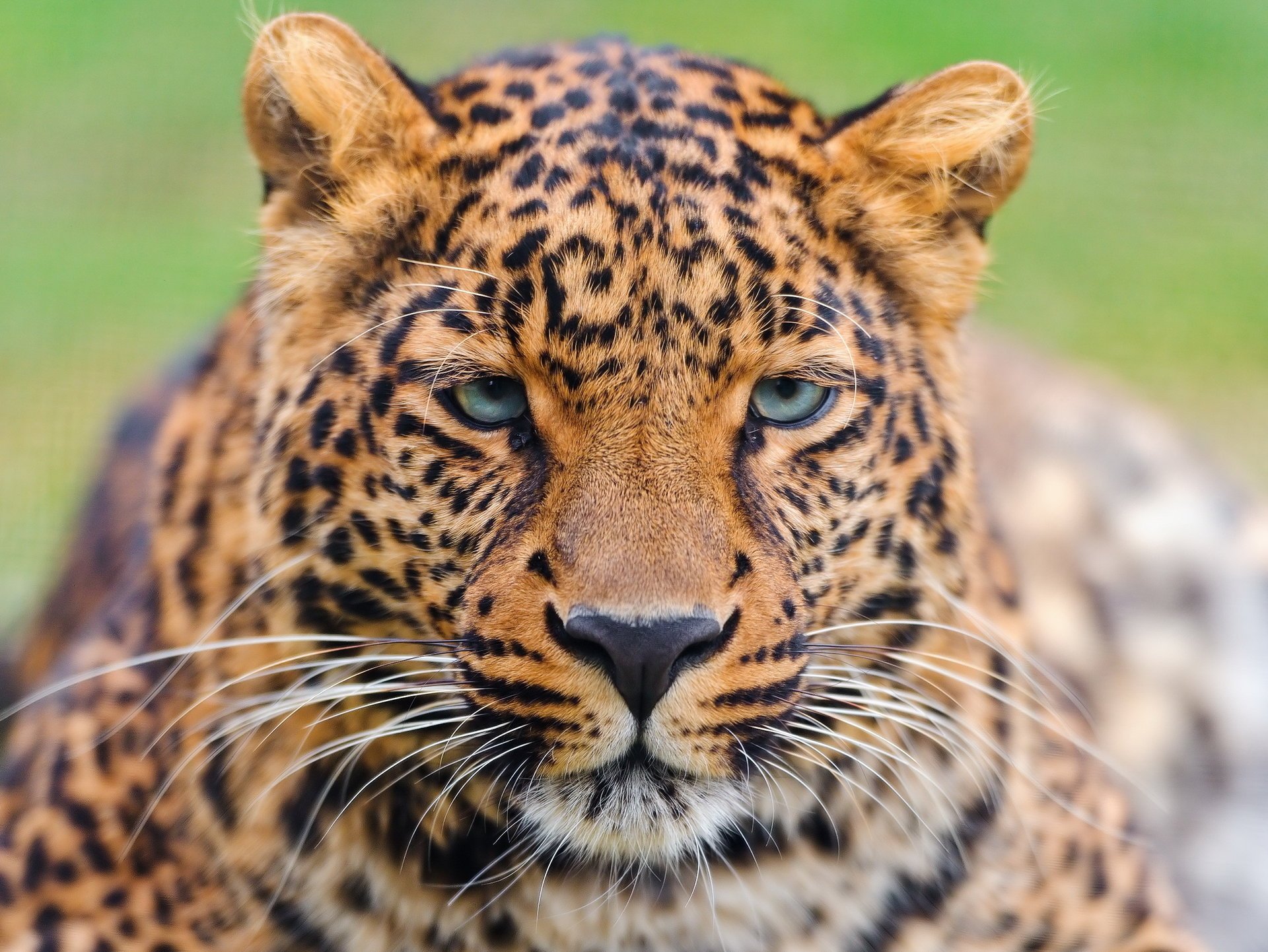 léopard beau moustache regard léopard panthera pardus museau